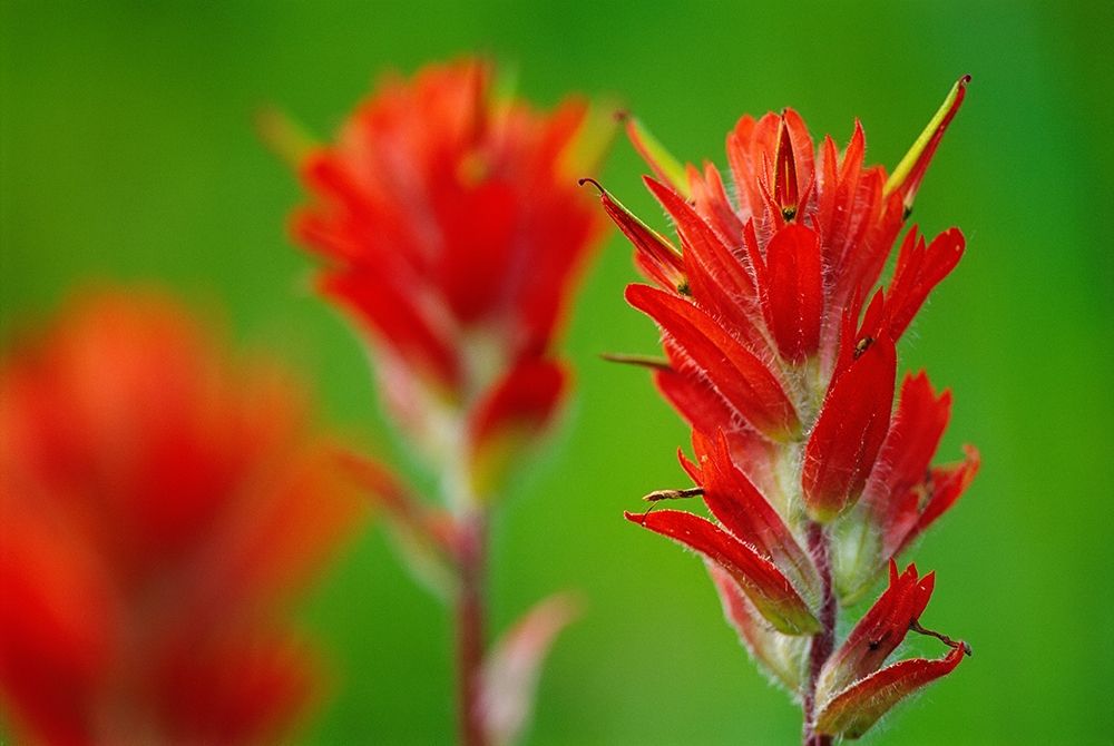 Canada-British Columbia-Valemount Indian paintbrush flowers close-up art print by Jaynes Gallery for $57.95 CAD